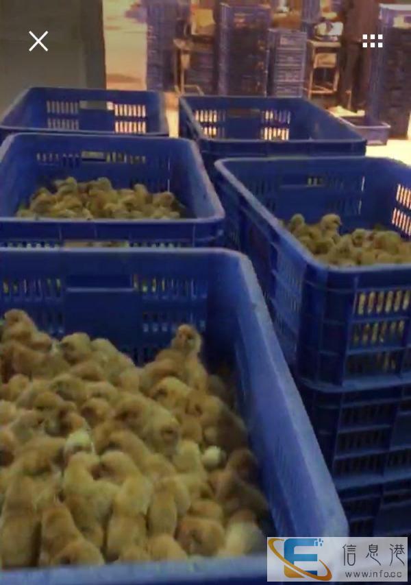 猫粮狗粮蛇粮食肉动物粮去毛小鸡