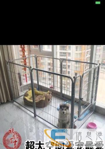 全新 其他宠物用品 260元