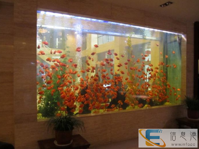 福州清洗鱼缸,景致护理鱼草养护鱼缸保养鱼缸维修