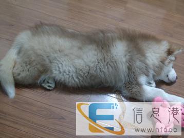 狗狗宝宝一直追求的狗粮