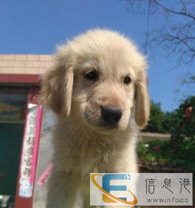 急售金毛幼犬