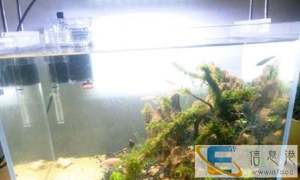 超白缸 草缸造景我们更专业