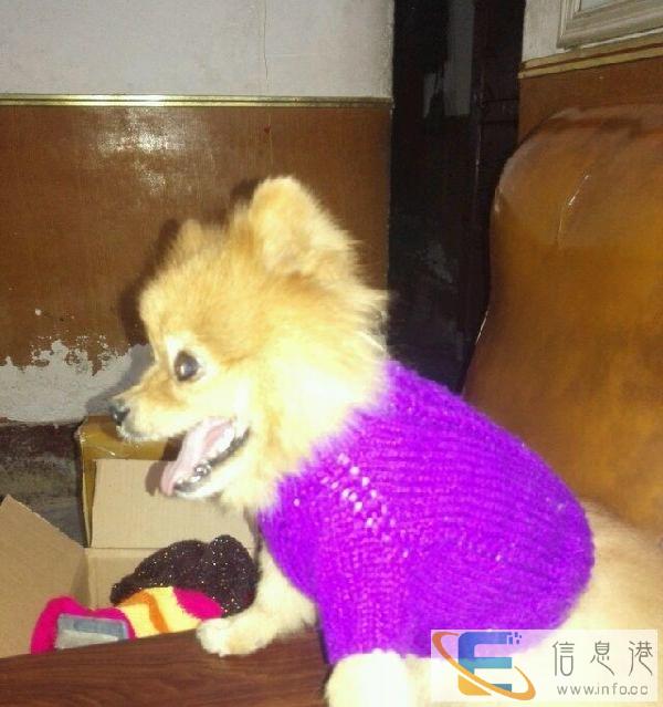 纯手工编织毛衣，泰迪熊毛衣服