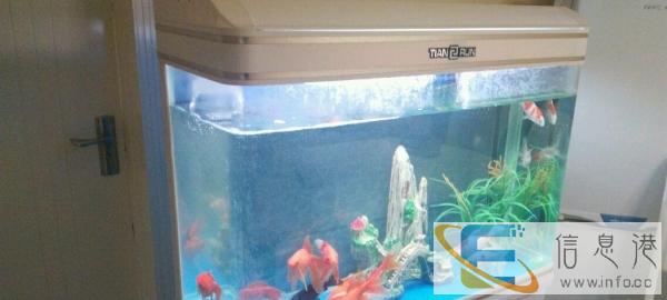 非诚勿扰，急售鱼缸