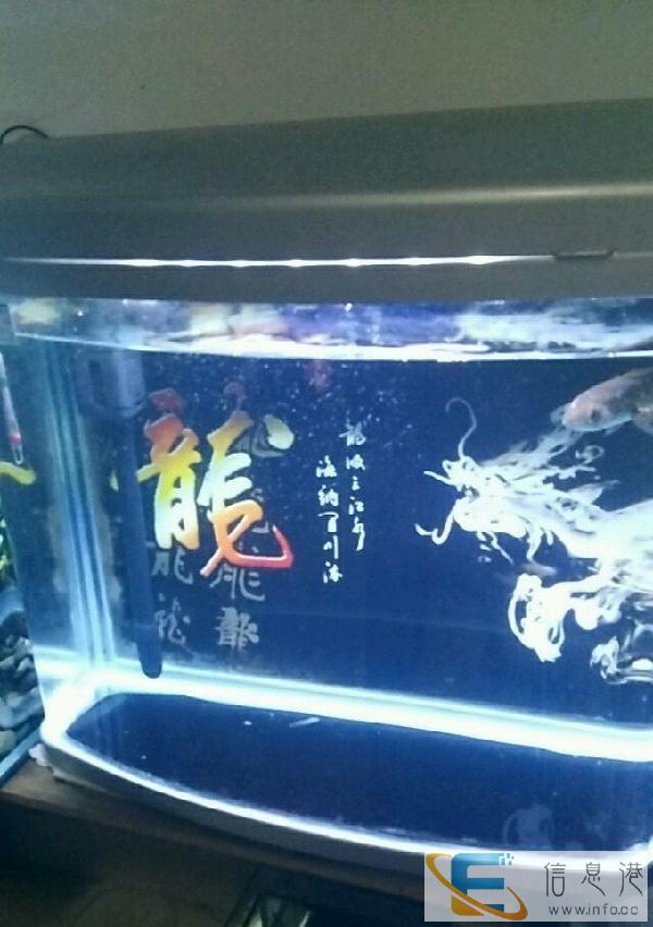 鱼缸观赏鱼水族箱