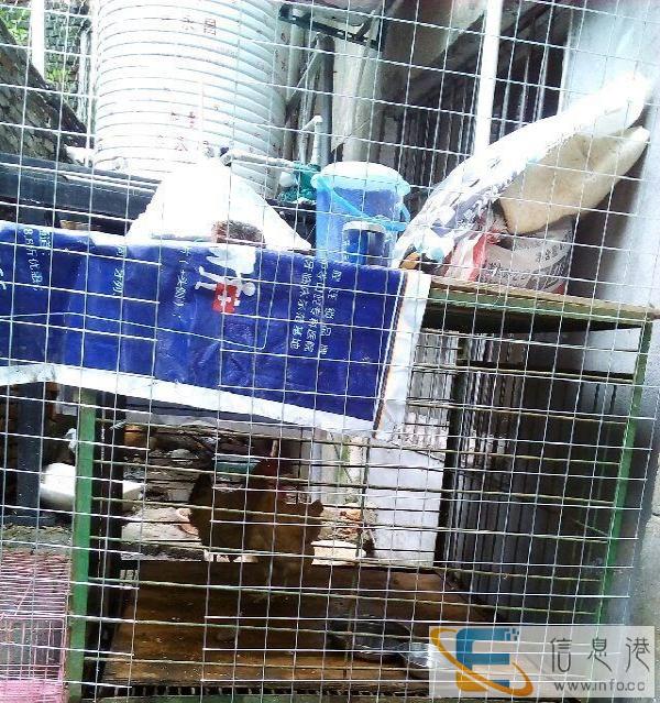 超结实大狗铁笼子急转