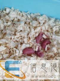 自家繁殖7只刚出生仓鼠宝宝出售