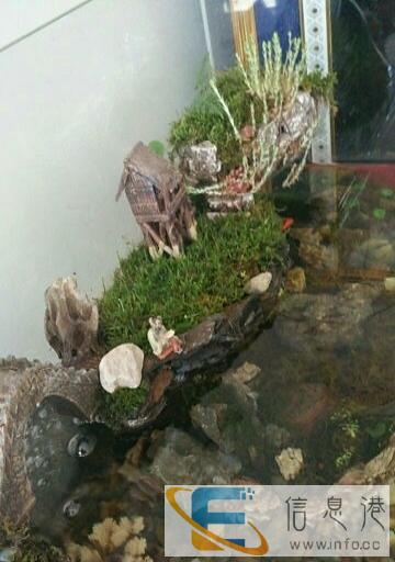 水陆鱼缸可种水生植物