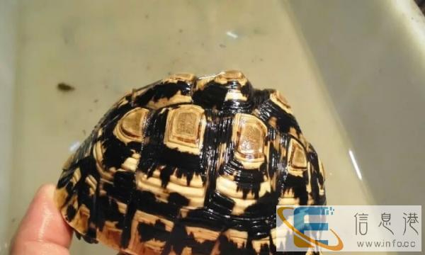 乌龟几十种吃菜乌龟批发可爱菜乌龟批发11