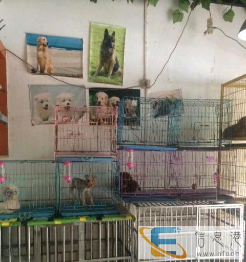 9成新 其他宠物用品 1元