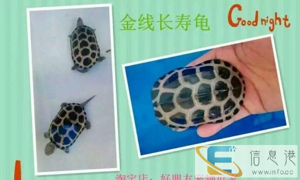 宠物用品饲料兔粮仓鼠粮龟粮鱼粮干草笼子木屑浴沙