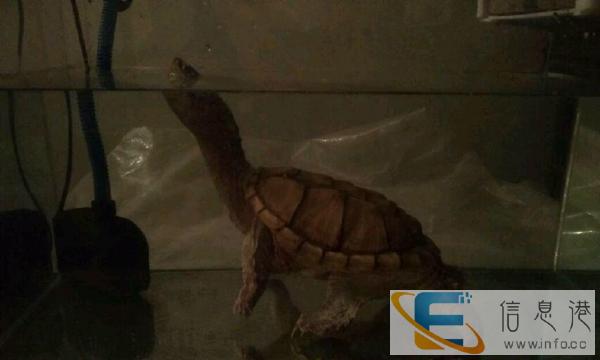 鱼缸原本400元，便宜卖250元