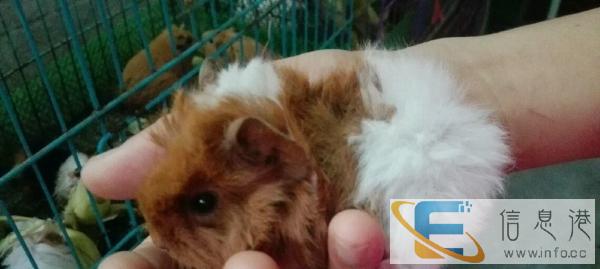 宠物用品饲料干草笼子草架木屑面包虫兔粮仓鼠粮龟粮鸟饲料