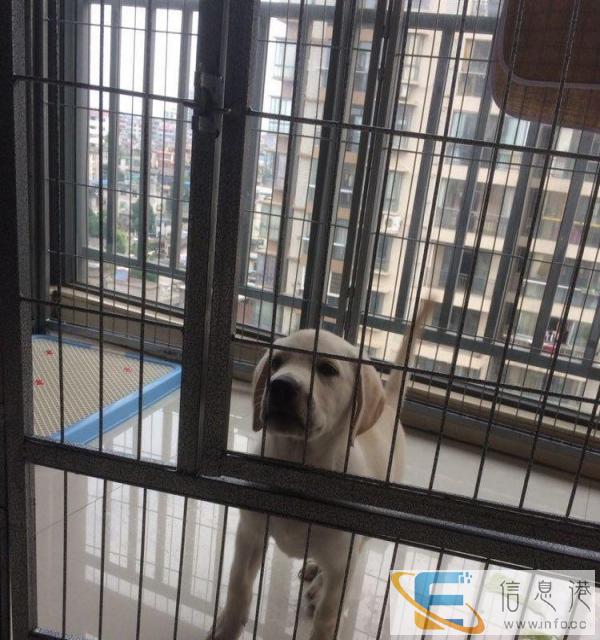 狗狗笼子，适合中大型犬用