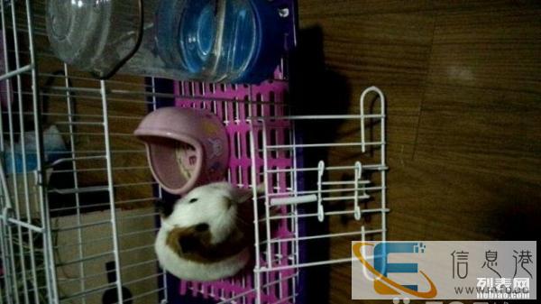 出售荷兰猪笼子，自提，全新