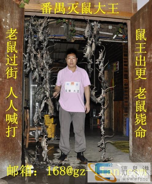 番禺灭鼠 市桥灭鼠 钟村灭鼠 大石灭鼠 沙湾灭鼠 石基灭鼠