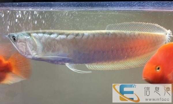 出售九五成新鱼缸及鱼