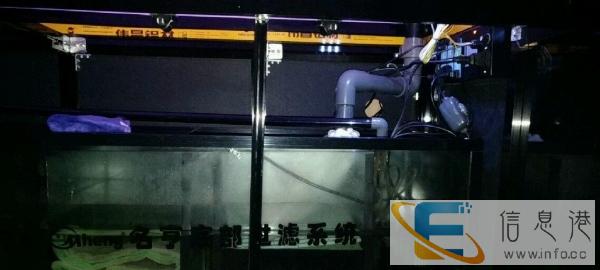 名哼龙鱼缸 转让 送鱼