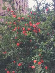 找个有责任心的住家