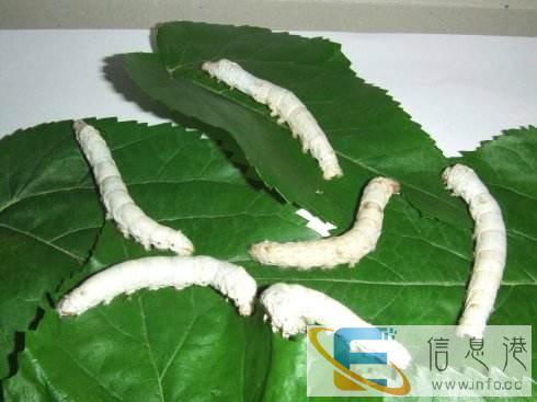 昆明摘桑叶生态蚕桑叶 可保鲜半个月昆明买桑叶 环城北路小菜园