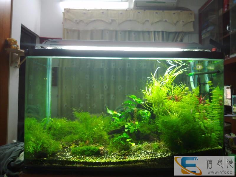 专业订做各种鱼缸 鱼缸长期清洗护理 维修