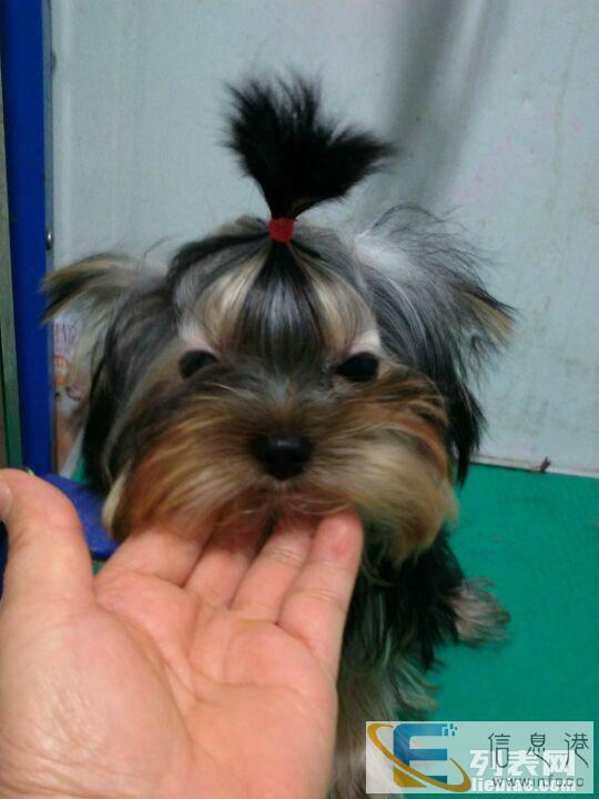 爱宠之家 出售各品种幼犬