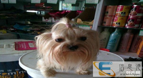 爱宠之家 宠物美容、宠物食品、宠物出售、宠物用品