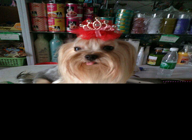 爱宠之家 宠物美容、宠物出售、宠物用品、宠物配种