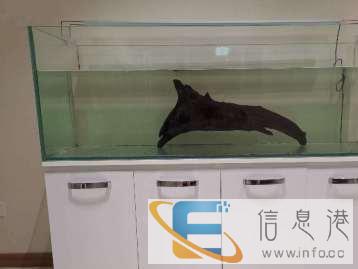 99成新鱼缸价格1200