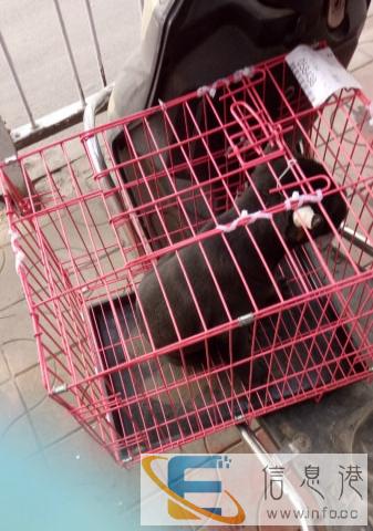 笼子便宜卖,1星期没出掉就卖废品