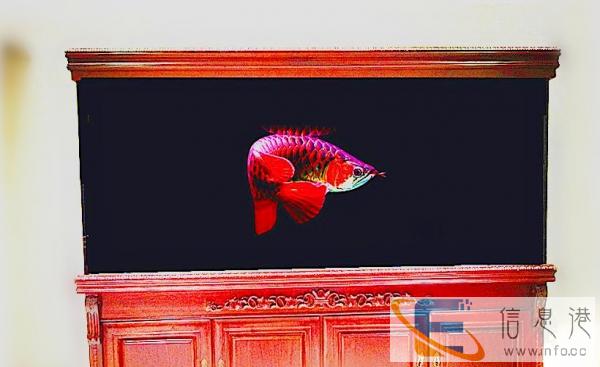 雁滩花鸟鱼市场旺铺招租