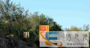 巨型、熊版、高品质阿拉斯加幼犬、包纯、包活、包健康