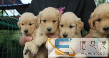 高品质金毛幼犬、CKU血统金毛