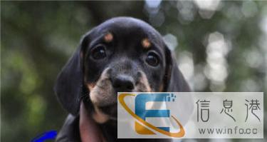 重庆狗狗之家高品质铁包金腊肠犬新鲜出炉