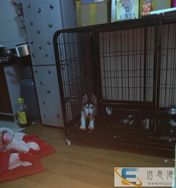 125钢管狗笼，无瑕疵