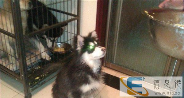 9成新大型狗笼子低价转让