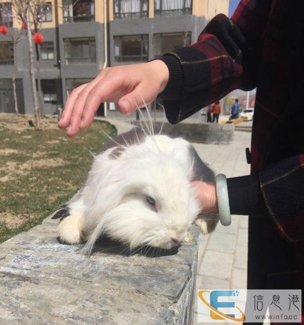 诚心转让成年垂耳兔