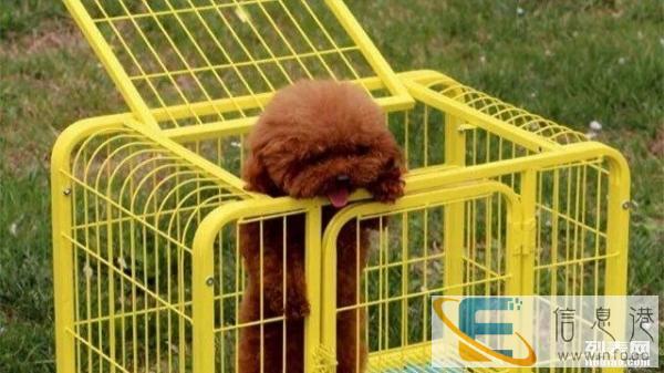 便宜出售狗笼子九成新