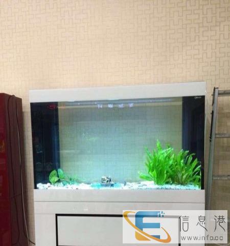 长年免换水的鱼缸乐天阳生态鱼缸真草、真景