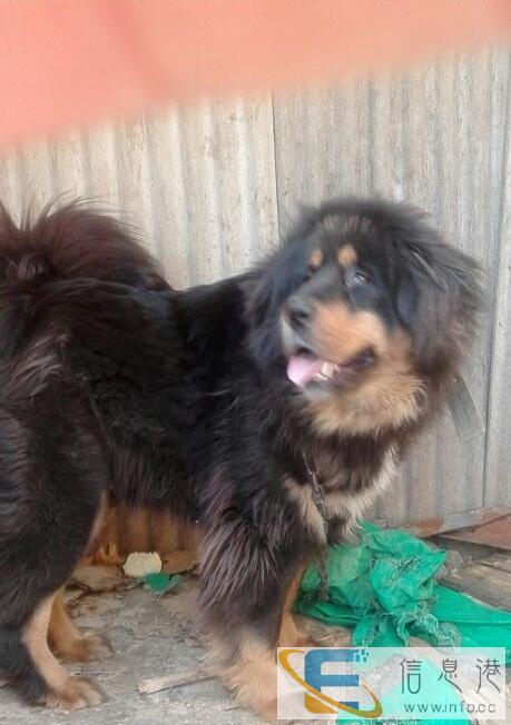 可拆卸的大狗笼子