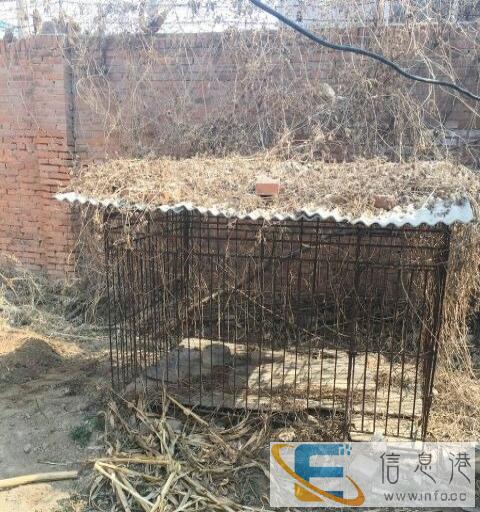 大狗笼子非常好