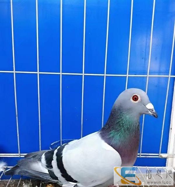 活菌,赛鸽,种鸽,信鸽,鸟类专用