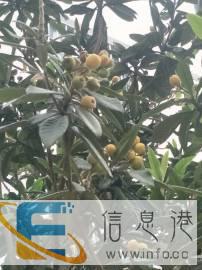 急需一个住家保姆