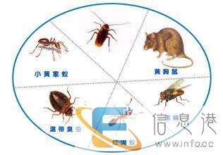 衡阳常宁灭鼠公司专业长期灭老鼠灭蟑螂