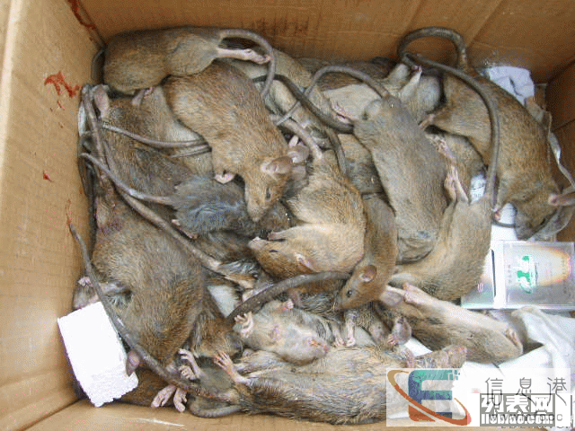 在衡阳祁东灭鼠灭蟑螂有什么好的衡阳祁东灭鼠公司