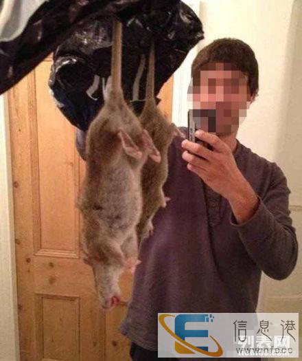 在衡阳灭老鼠灭蟑螂如何选择好的灭鼠公司