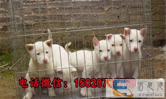 下司-下司犬幼犬-下司犬-下司犬价格-下司犬养殖场-下司幼犬