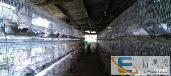 出售兔饲料母兔饲料