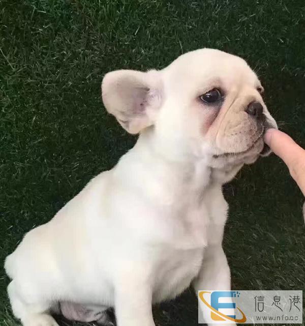 批发各种不同类型的小犬