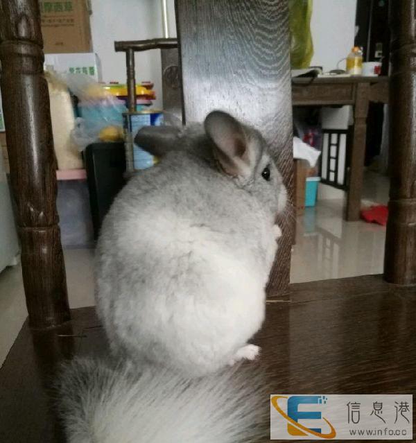 龙猫 木屋 木窝 沙木